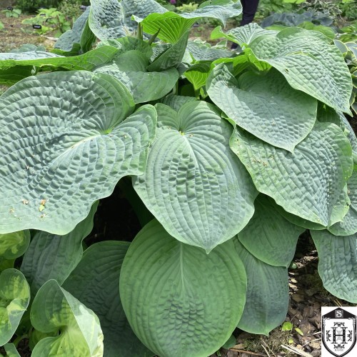 Hosta 'Big Daddy' - Hosta 'Big Daddy' P9/0,55L